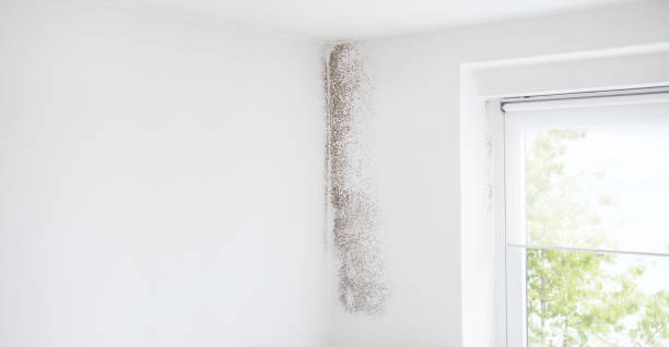 Best Mold Remediation for Rental Properties  in Souderton, PA