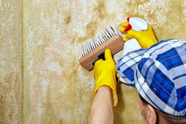 Best Post-Construction Mold Inspection  in Souderton, PA