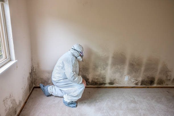 Best Attic Mold Removal  in Souderton, PA